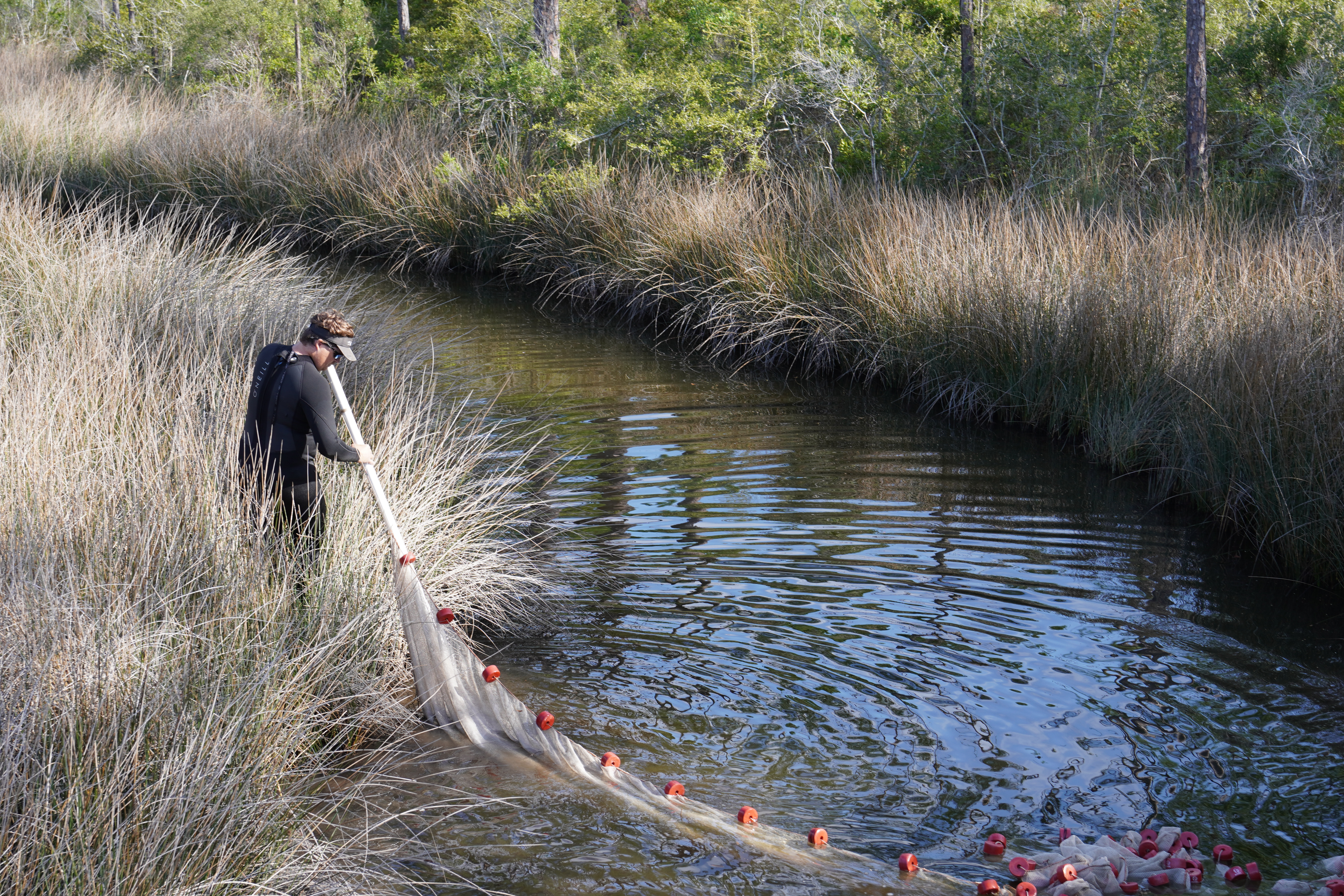 Researcher pulling a seine net through a tidal creek